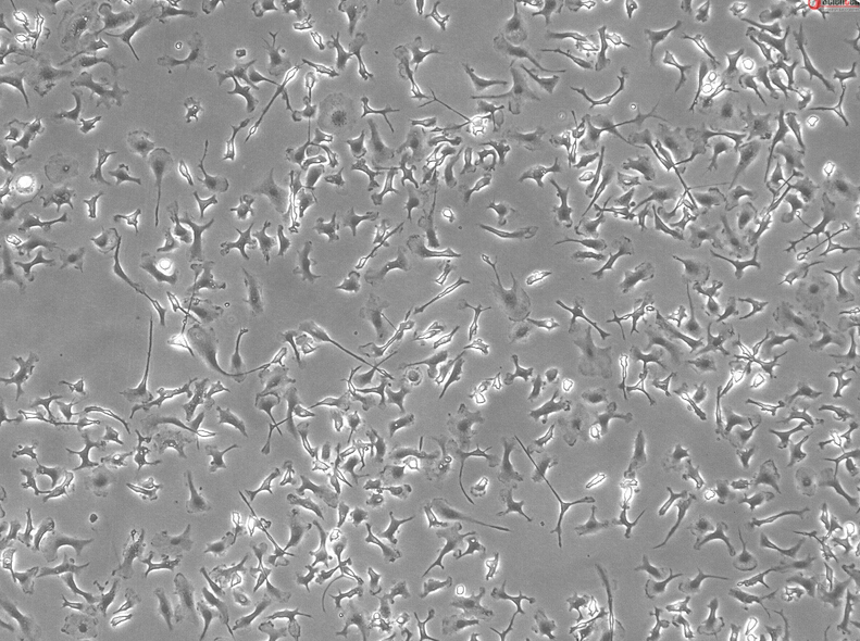 小鼠肝巨噬细胞cd1 mhma