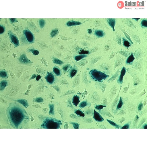 β-半乳糖苷酶比色检测试剂盒 galc